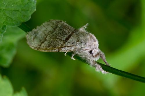 Réf. 201 727 : Calliteara pudibunda